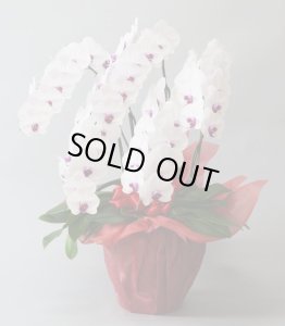 画像2: リップ大輪胡蝶蘭5本立ギフト（55輪程度） (2)