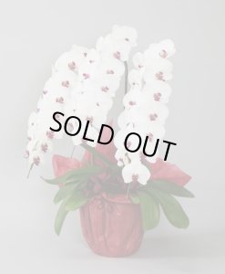 画像2: リップ大輪胡蝶蘭3本立ギフト（39輪程度） (2)