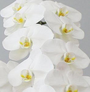 画像3: 白大輪胡蝶蘭5本立ギフト(65輪以上) (3)