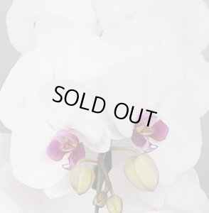 画像3: リップ大輪胡蝶蘭5本立ギフト（40輪程度） (3)