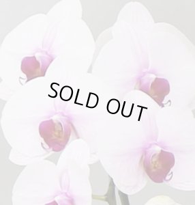 画像3: リップ大輪胡蝶蘭3本立ギフト（18輪以上） (3)