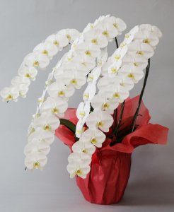画像2: 白大輪胡蝶蘭5本立ギフト(55輪程度) (2)