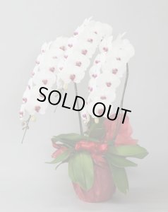 画像2: リップ大輪胡蝶蘭3本立ギフト（50輪以上） (2)