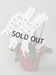 画像2: リップ大輪胡蝶蘭5本立ギフト（40輪程度） (2)