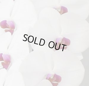 画像3: リップ大輪胡蝶蘭3本立ギフト（50輪以上） (3)