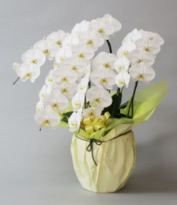画像2: 白大輪胡蝶蘭5本立ギフト（40輪程度） (2)