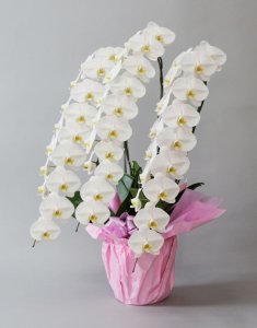 画像2: 白大輪胡蝶蘭3本立ギフト（50輪以上） (2)