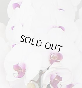 画像3: リップ大輪胡蝶蘭5本立ギフト（75輪以上） (3)