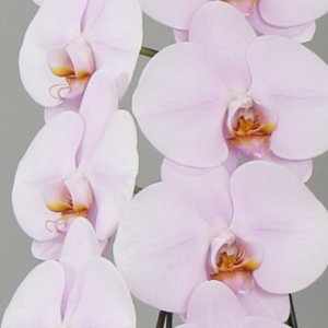 画像3: ピンク大輪胡蝶蘭3本立ギフト（50輪以上） (3)