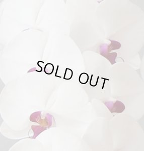 画像3: リップ大輪胡蝶蘭3本立ギフト（39輪程度） (3)