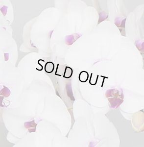 画像3: リップ大輪胡蝶蘭5本立ギフト（55輪程度） (3)