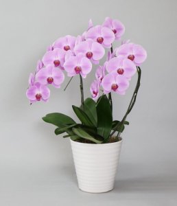 画像2: ピンク大輪胡蝶蘭3本立ギフト（18輪以上） (2)
