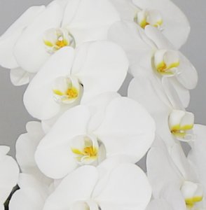 画像4: 白大輪胡蝶蘭5本立ギフト（75輪以上）1日1鉢限定 (4)