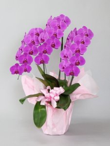 画像2: ピンク大輪胡蝶蘭3本立ギフト（24輪以上） (2)