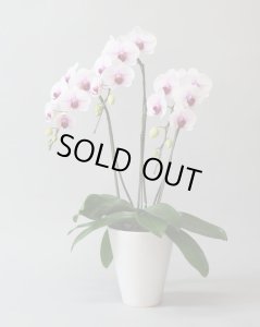 画像2: リップ大輪胡蝶蘭3本立ギフト（18輪以上） (2)