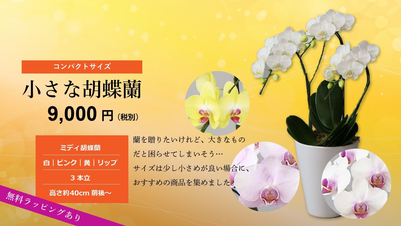 胡蝶蘭のギフトなら！ 9,900円～ 他にはない特別な胡蝶蘭をお